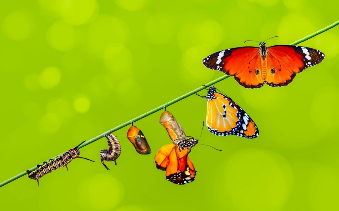 Come valutare le competenze previste dalla riforma Zangrillo?